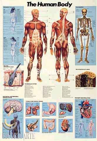 גוף האדם The Human Body